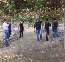 天寶2號高產(chǎn)基地