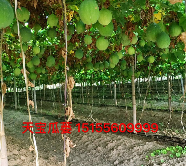 天寶瓜蔞天寶2號