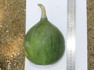 天寶2號基地展示