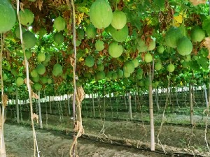 天寶2號基地展示