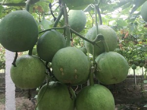 天寶2號基地展示