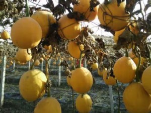 天寶2號基地展示