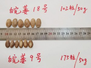 新品種天寶2號生籽對比
