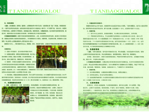 天寶瓜蔞種植技術指導