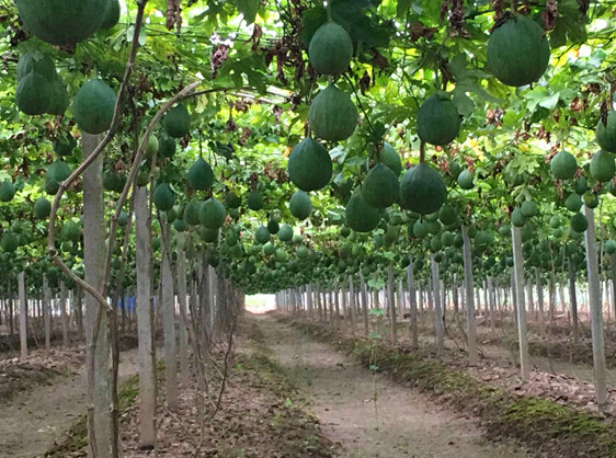 瓜蔞種植基地