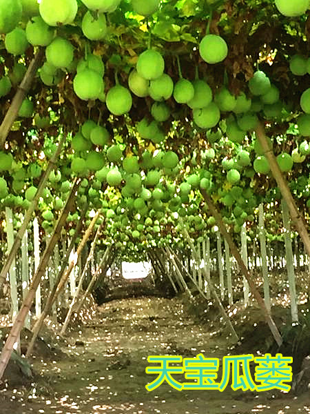 如何種植瓜蔞
